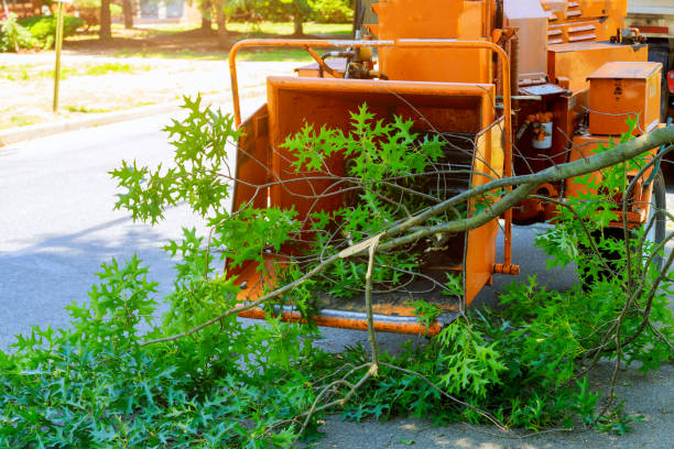 Best Emergency Storm Tree Removal  in Nanticoke, PA